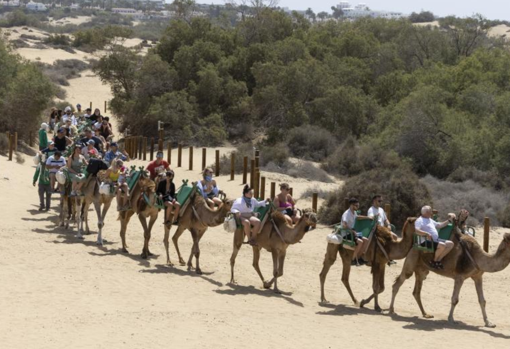 Paseos en Camello por las Dunas de Maspalomas