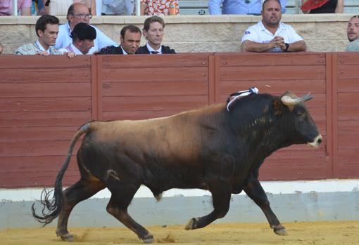 Estafador, de Los Candiles, fue premiado con la vuelta al ruedo