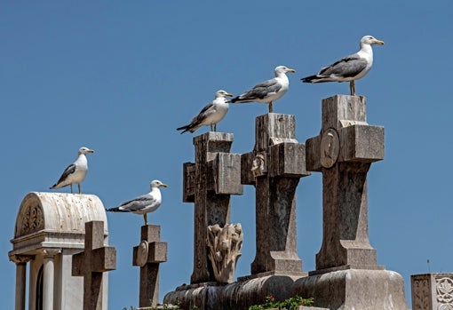 Varias gaviotas gaviotas sobre unos nichos de Montjuïc