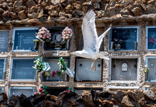 Gaviota volando en el Cementerio de Montjuïc