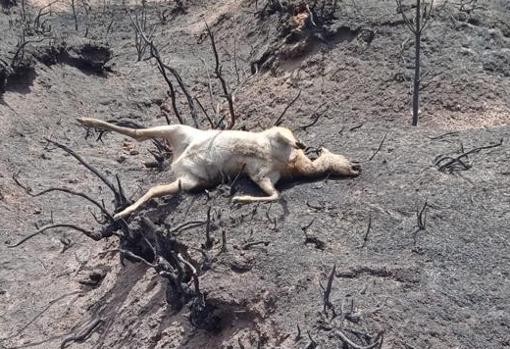 Lobos ibéricos, ciervos y corzos arrasados en la Sierra de la Culebra