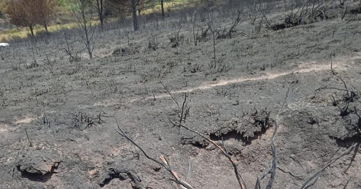 Ejemplar de cérvido muerto en el incendio de la zamorana Sierra de la Culebra