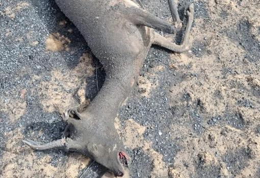 Lobos ibéricos, ciervos y corzos arrasados en la Sierra de la Culebra