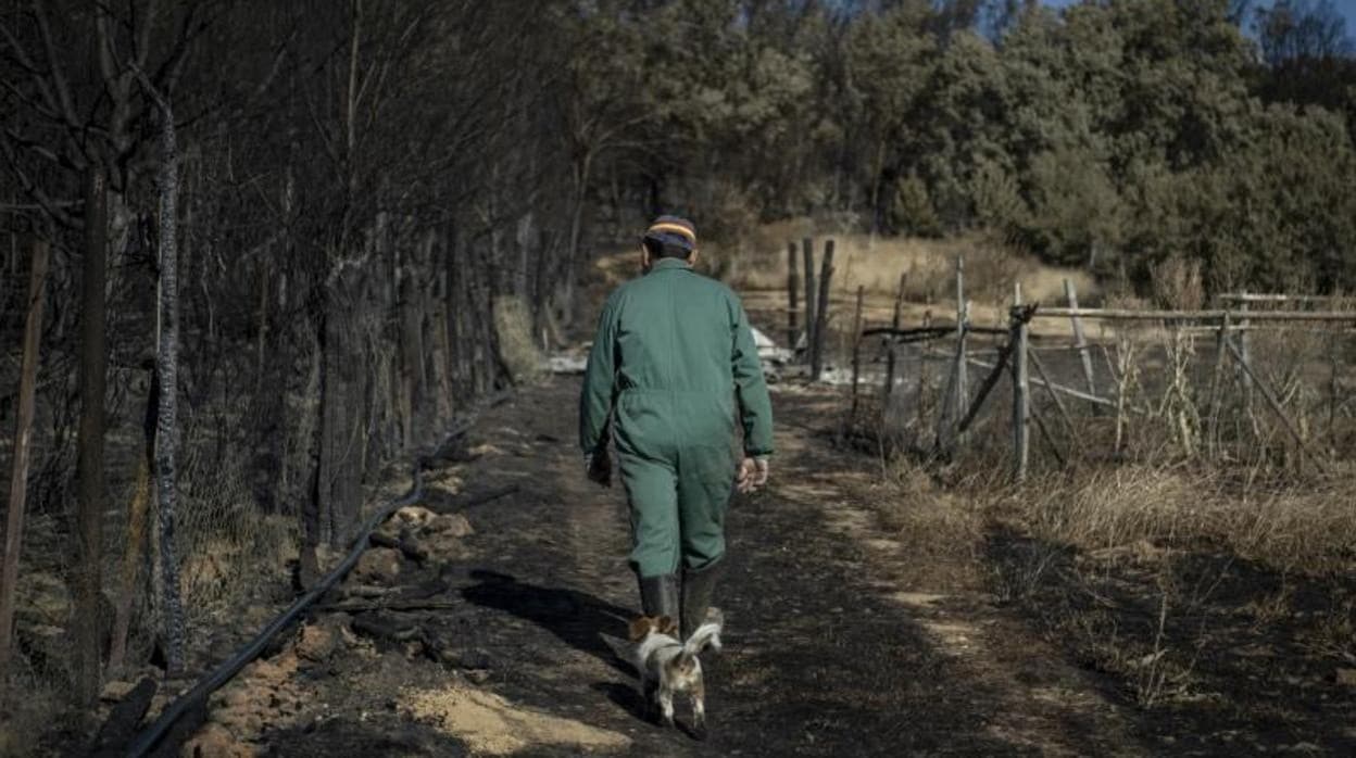 Una persona junto a su perro contempla el paisaje arrasado en el incendio de la Sierra de la Culebra