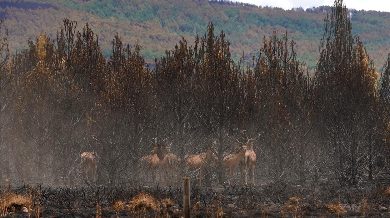 Ciervos tras el incendio de la Sierra de la Culebra