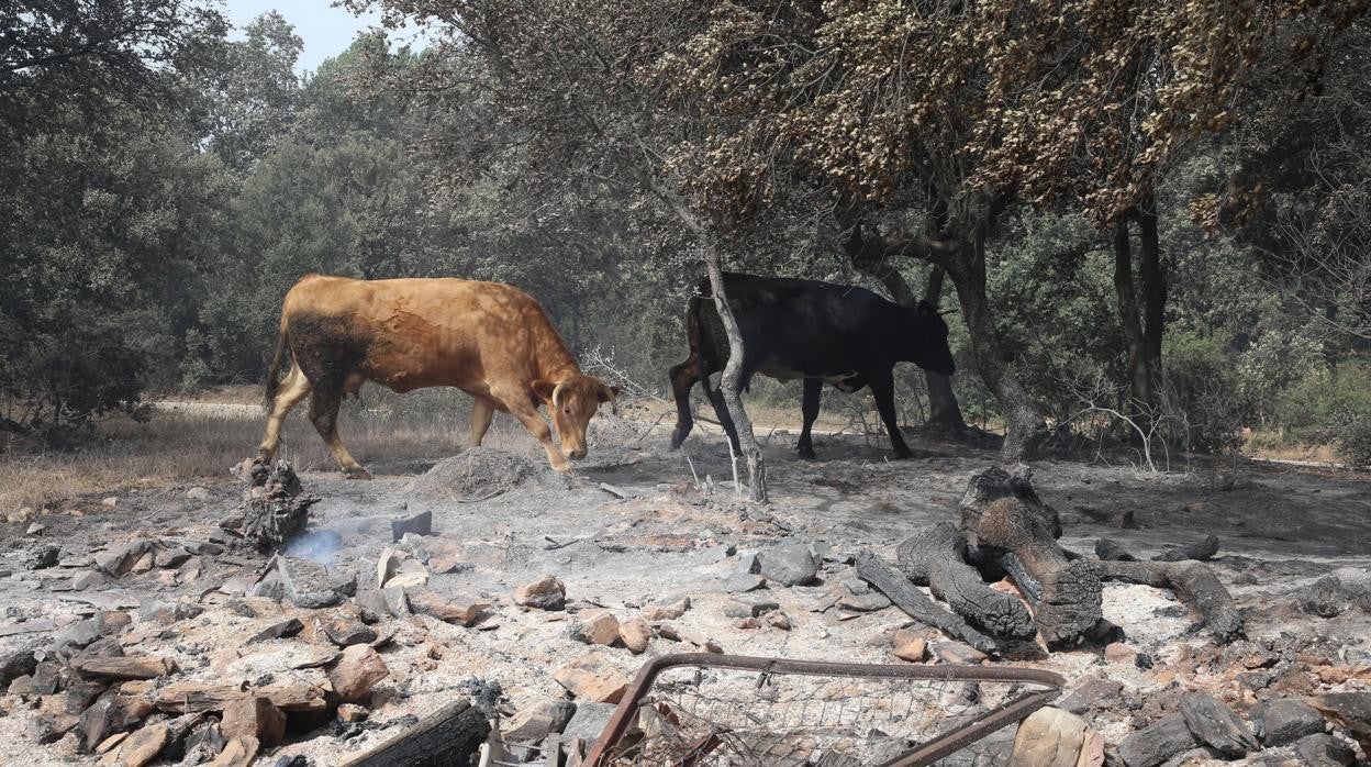 Las llamas han devorado multitud de recursos en la Sierra de la Culebra