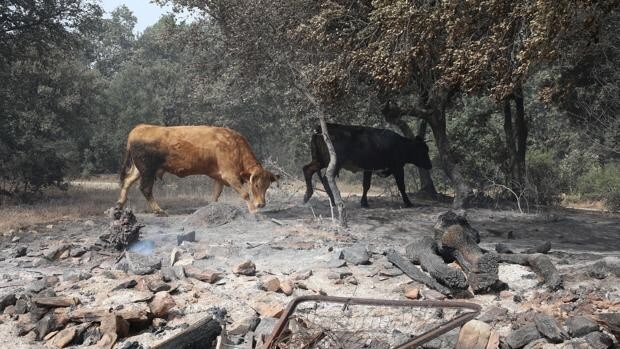 El terreno quemado antes de verano en Castilla y León duplica la media anual desde 2010