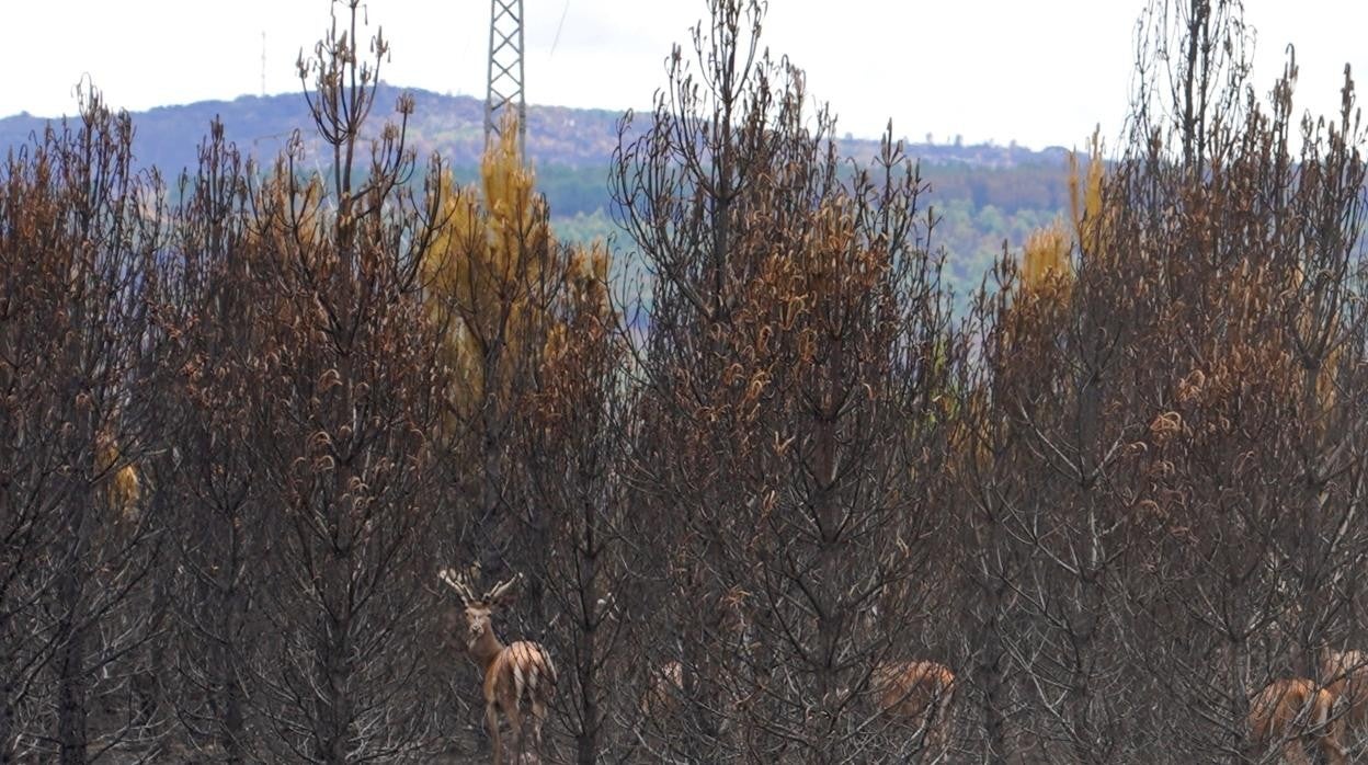 Ciervos entre la vegetación arrasada en la Sierra de la Culebra