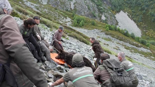 Unos excursionistas encuentran un oso pardo muerto en Páramo del Sil