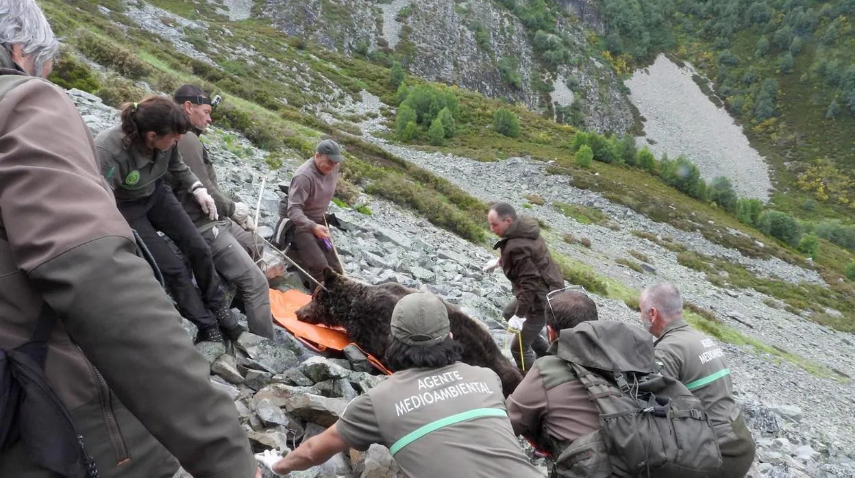 Un operativo especial de la Junta recupera los restos de un ejemplar de oso pardo en el entorno del pico Miro de Valdeprado (León)