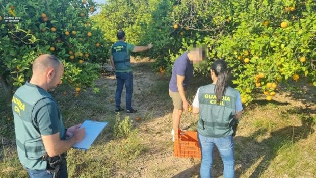 Intervienen más de 11.200 kilogramos de naranjas robadas con un valor de mercado de 3.300 euros