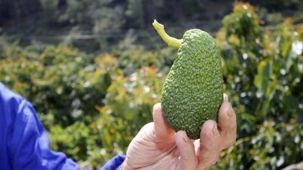 Alerta sanitaria por unos aguacates peruanos comercializados en España