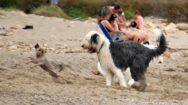 ¿Dónde está la playa canina de Alicante con food track, terraza y alquiler de hamacas?