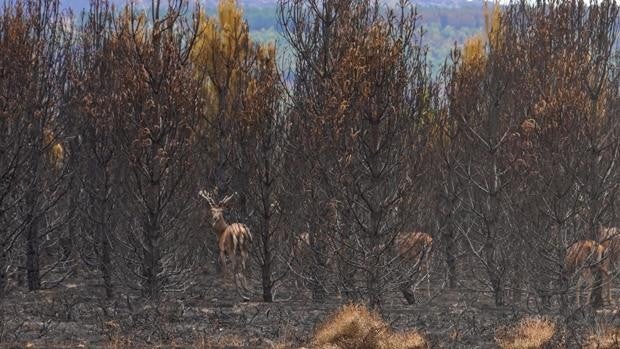 El servicio Copernicus reduce a 25.000 las hectáreas calcinadas en la Sierra de la Culebra