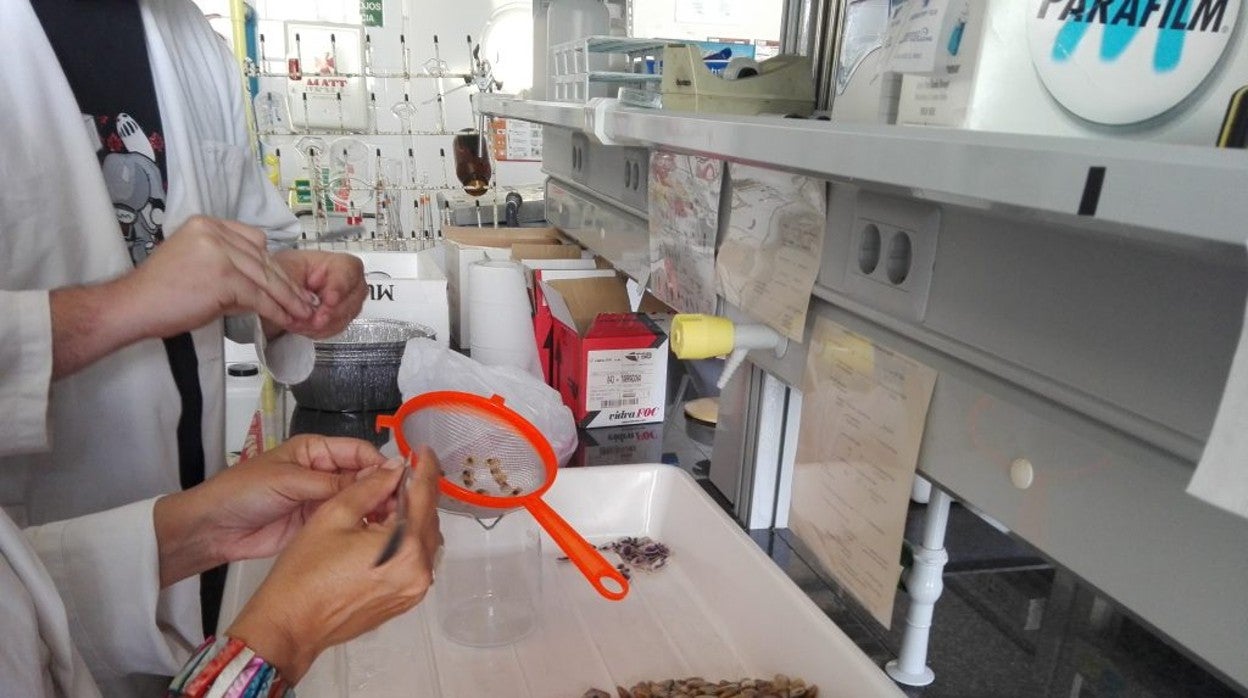 Investigadores, chequeando en el laboratorio las muestras de los productores de la costa catalana.