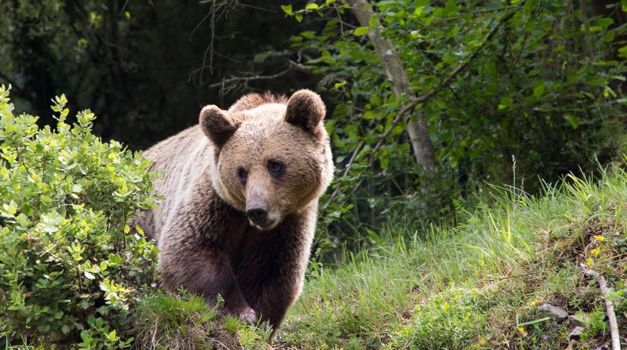 Imagen de un oso pardo cantábrico