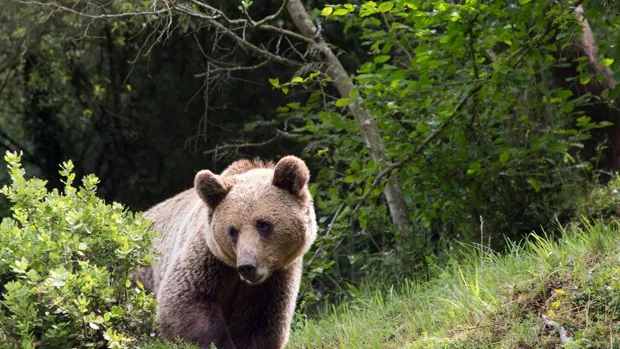 El Ayuntamiento de Barruelo de Santullán cierra el parque Santos Nozal Puente por el avistamiento de un oso