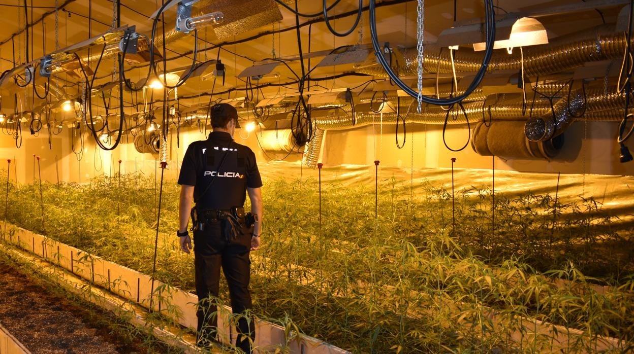 La Policía Nacional de Guadalajara interviene en un día 2.150 plantas de marihuana en tres operaciones