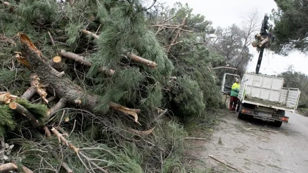Madrid replanta 90.000 árboles más en siete meses para reparar el daño de Filomena