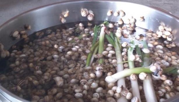 El secreto de los caracoles según Bar El Bola de Trebujena