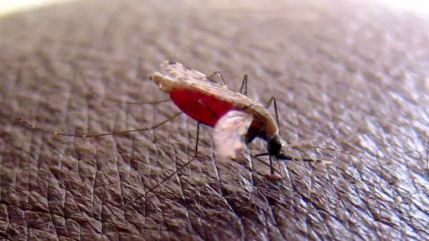 Foto de archivo de un mosquito «Anopheles gambiae», que transmite el parásito que causa malaria, mientras pica a un investigador en las instalaciones del Centro Internacional de Fisiología y Ecología de los Insectos en Nairobi (Kenia)
