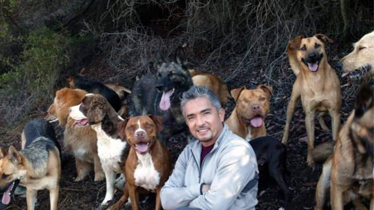 Intentan robar en casa de César Millán y sus perros lo evitan