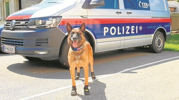 El estilismo de los perros policiales en Viena y Zurich