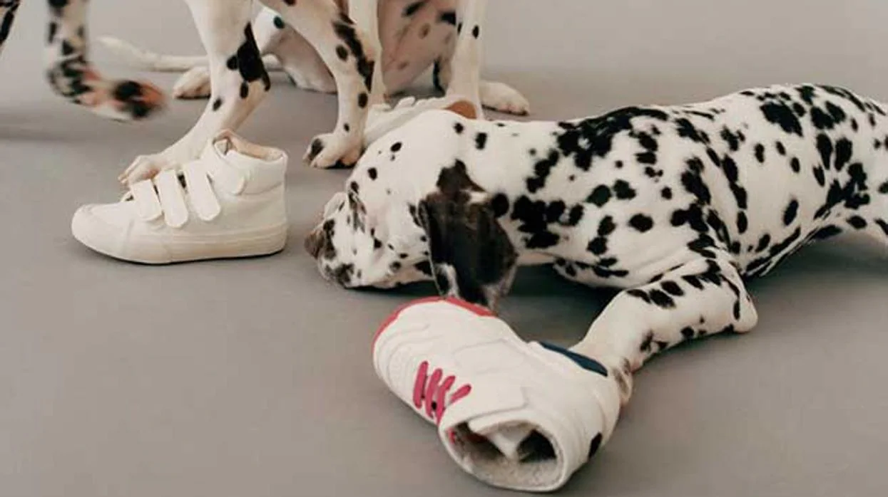 Perros y gatos, los nuevos modelos de Zara