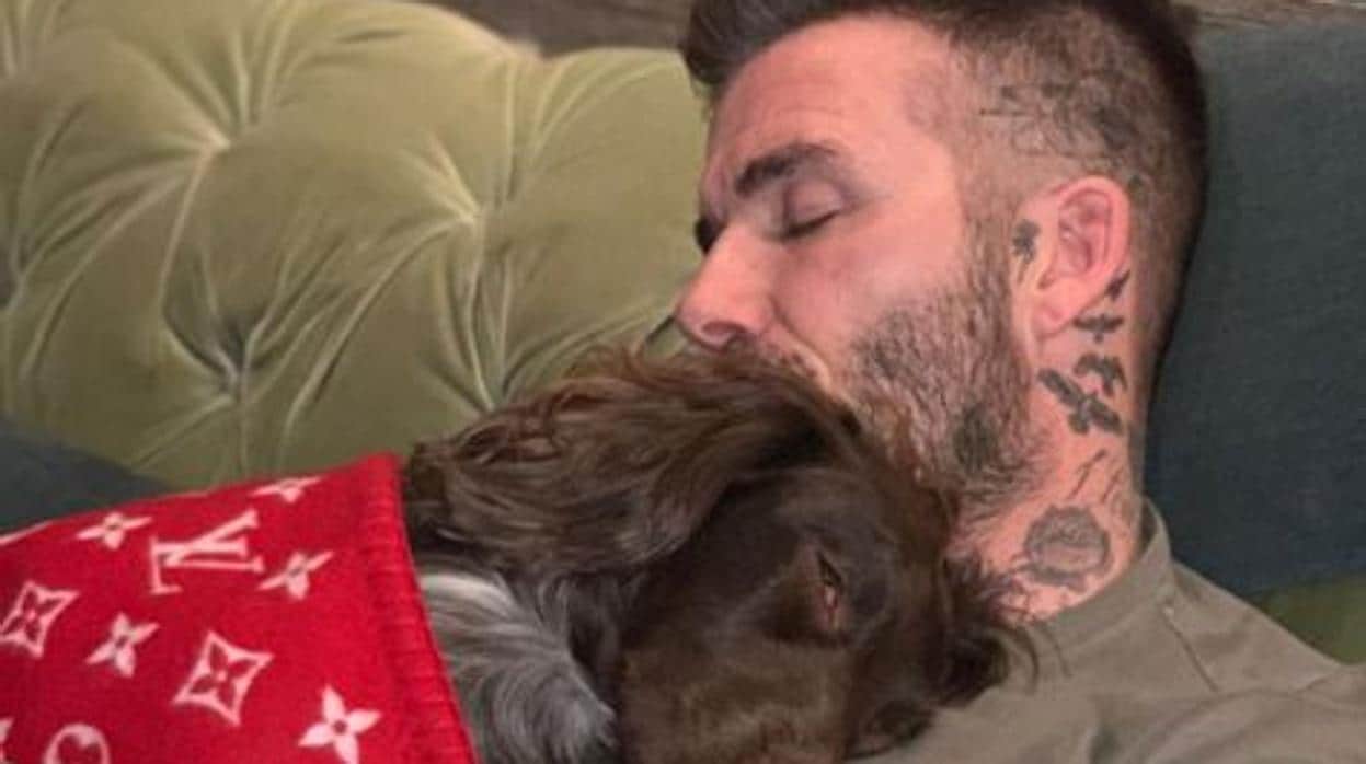 David Beckham y su perro