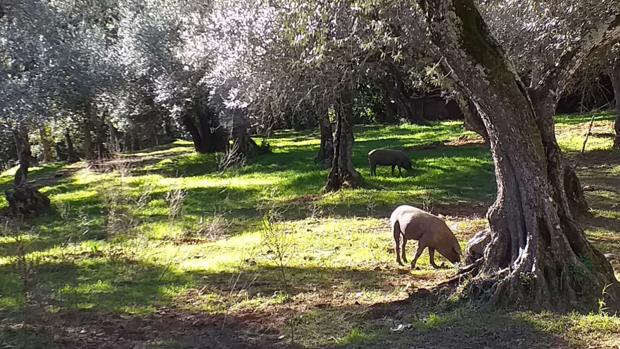 Jornadas de la matanza en la Antigua Abacería San Lorenzo