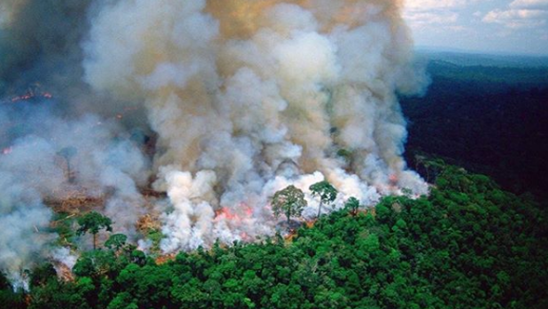 Los famosos, indignados en redes sociales por los incendios que asolan el Amazonas