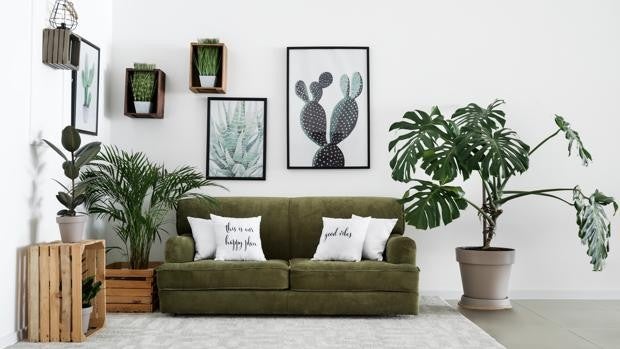 Ideas para decorar con plantas cada zona de la casa