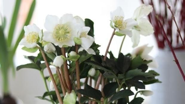 Flores y plantas de Navidad más allá de la Flor de Pascua