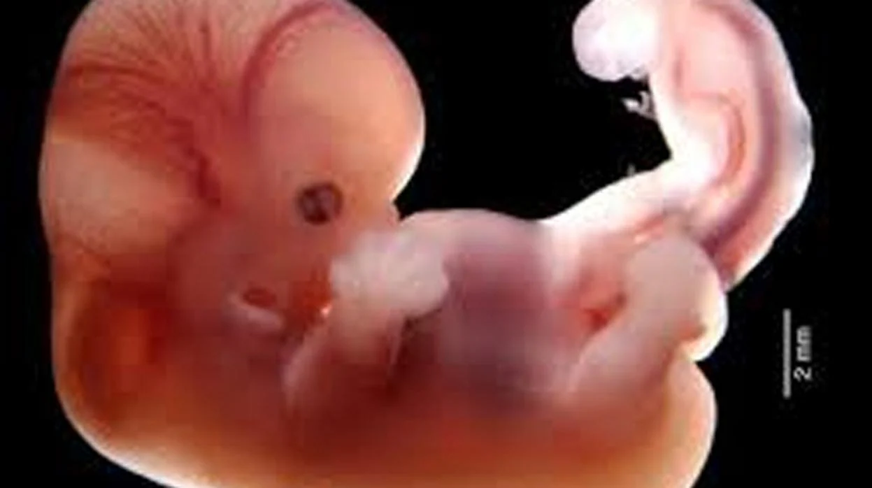Semana 2 de embarazo: se desarrolla el embrión