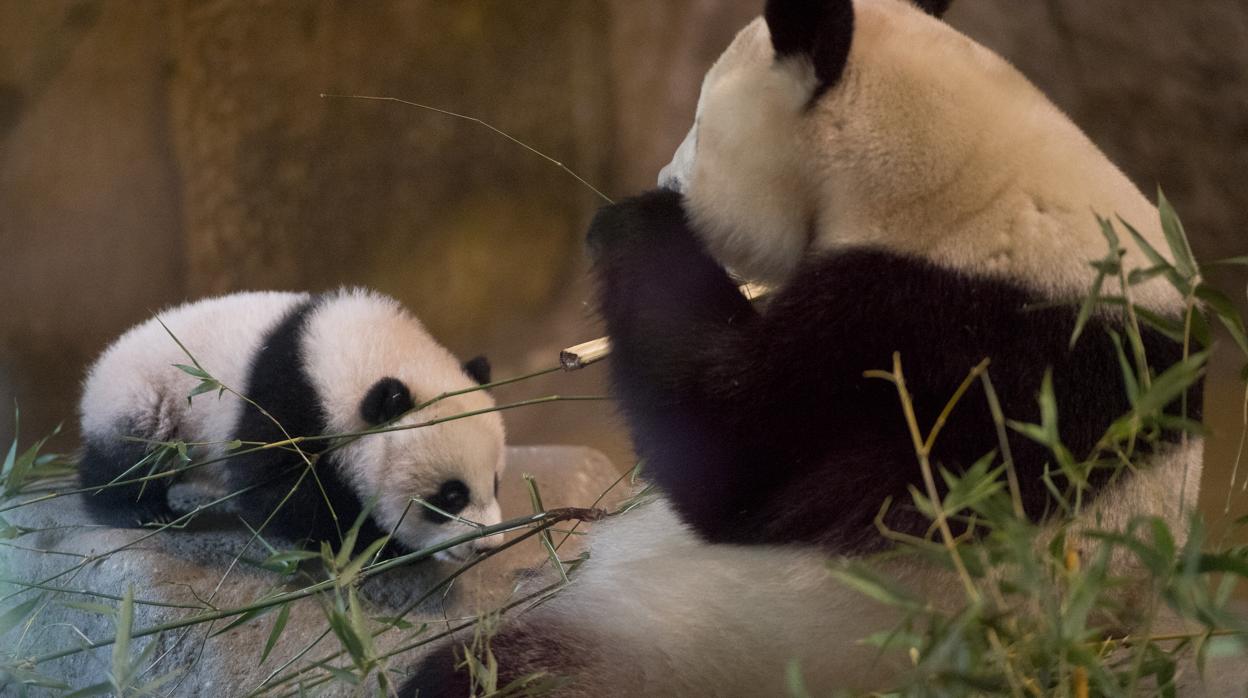 El zoológico de Madrid celebra «El mes del panda» los sábados de septiembre