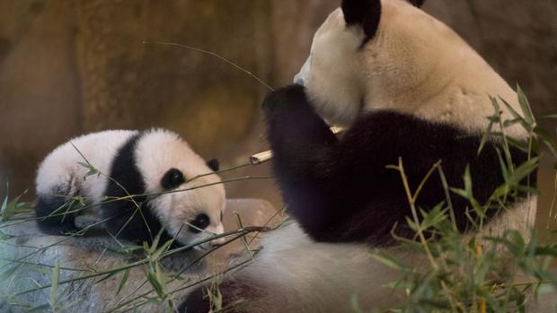 El zoológico de Madrid celebra «El mes del panda» los sábados de septiembre