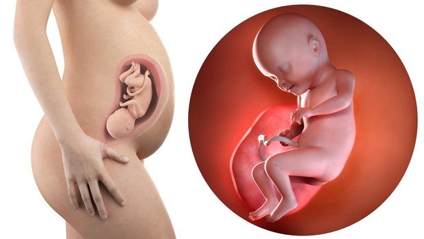 El embarazo, semana a semana: así es el bebé en la semana 31