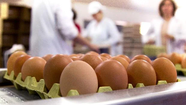 Verdades y mentiras sobre el huevo: la cantidad semanal recomendada y todo lo que aporta a tu dieta