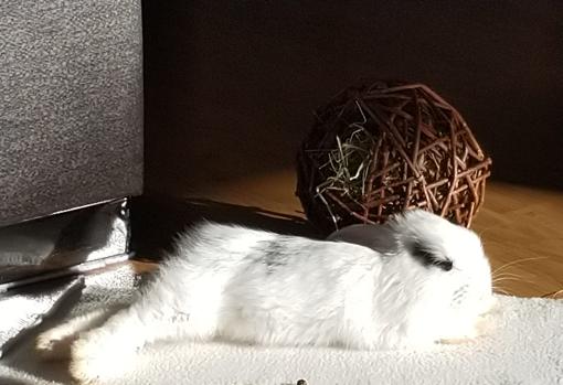 Moffly, en su casa de Guadarrama siempre se acomoda al sol que entra por la ventana