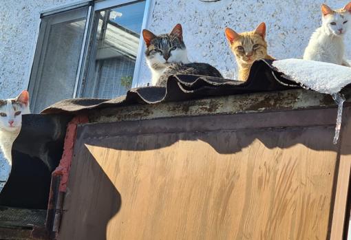 Un grupo de gatos se coloca en un tejadillo en busca del calor del sol