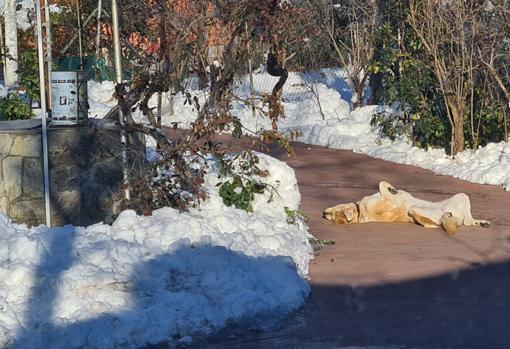 Canela disfrutando de la parte del suelo más caliente por el sol