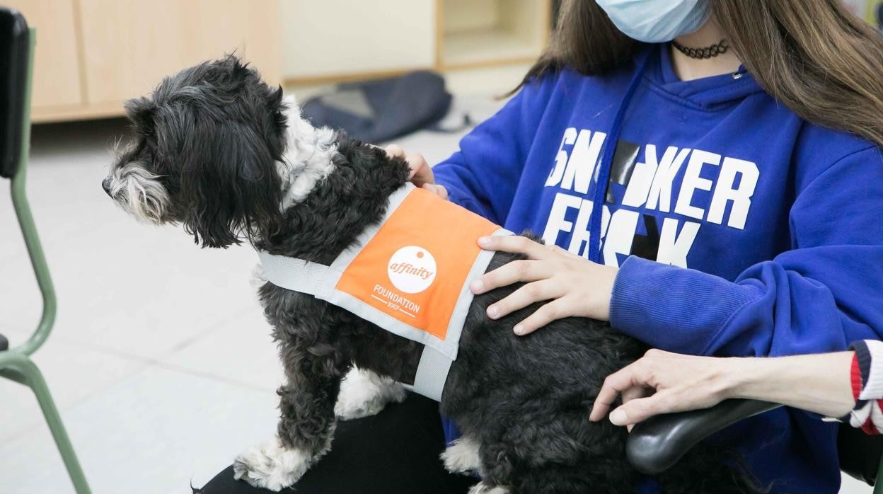 Perros de terapia para mejorar las relaciones entre menores tutelados y sus familias