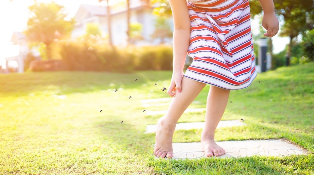 «Los mosquitos pican más a niños y embarazadas porque exhalan una mayor cantidad de dióxido de carbono»