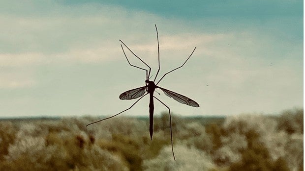 ¿Cuál es el mejor antimosquitos?