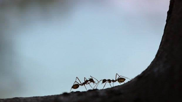 Te ayudamos a escoger los mejores insecticidas para las hormigas y repelentes
