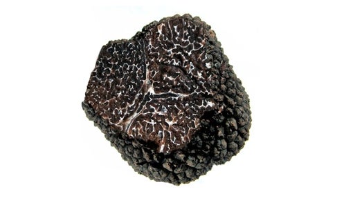 Trufa fresca