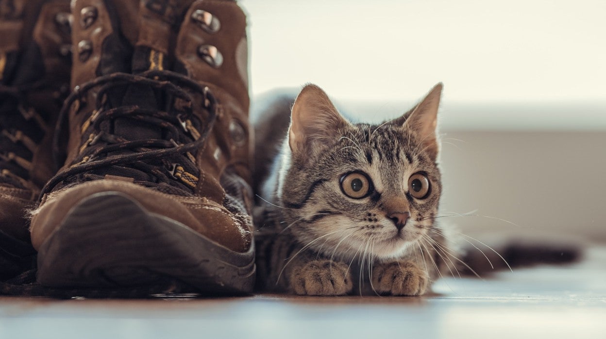Hierba gatera Nepeta Cataria: ¿Cuáles son las mejores compras del mercado?