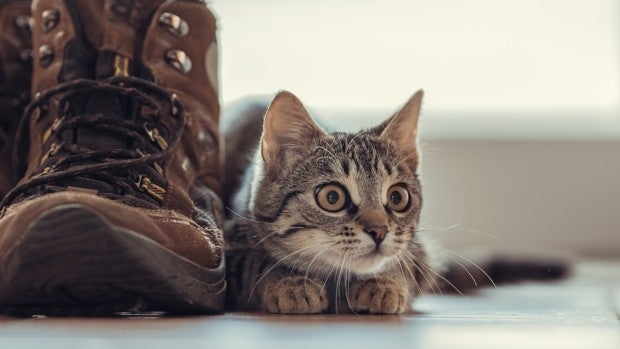 Hierba gatera Nepeta Cataria: ¿Cuáles son las mejores compras del mercado?