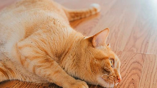 Hierba gatera en seco Gato Casimir