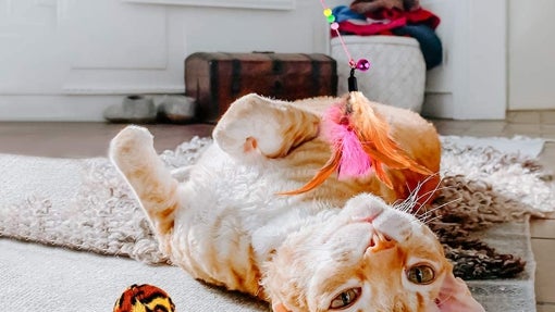 Juguetes interactivos para gatos Goldge